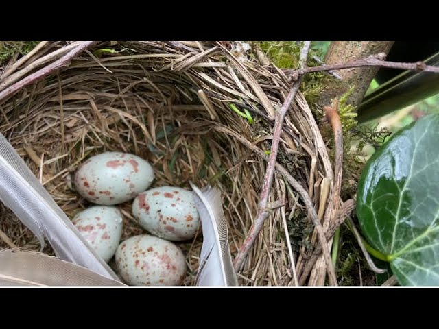 Bird Nesting Walk. Mistle Thrush Nest and Eggs - YouTube