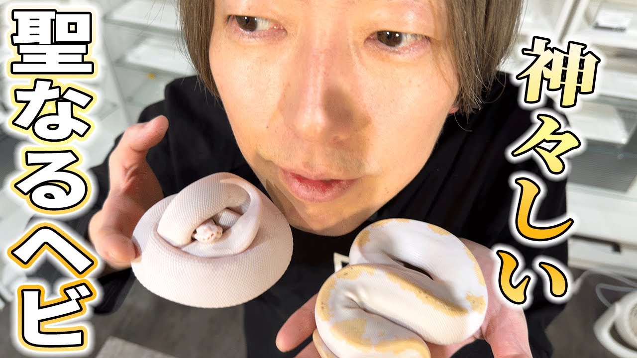 What's the price of a white snake? Where can you buy one? Ball