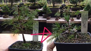 ホームセンターの園芸コーナーで購入した五葉松で遊ぶ ♯694 - YouTube