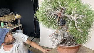 大物黒松改作 幹の凝縮で迫力を備えた中品へと導く 月刊「#近代盆栽