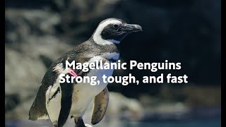 Magellanic Penguin Trivia” マゼランペンギンってどんなペンギン
