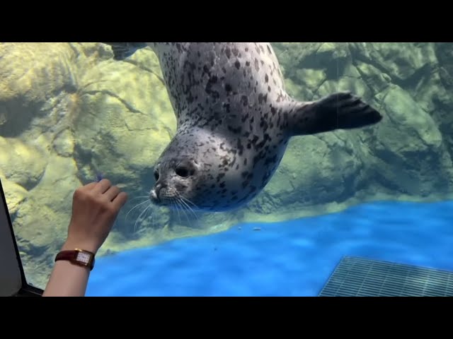 遊ぶ大好きなアザラシのココアちゃん🦭 - YouTube