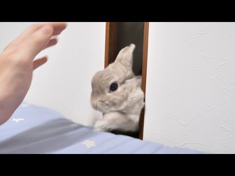 深夜4時に寝室の戸を叩きまくる音が・・・うさぎさんが急遽飼い主を