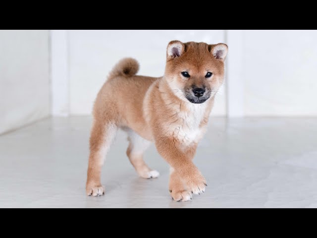 ID4607赤♀ shiba inu puppy red female - YouTube