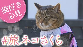 ネコ好き必見！桜満開の公園に突如現れたSNSで話題の“アイドルネコ