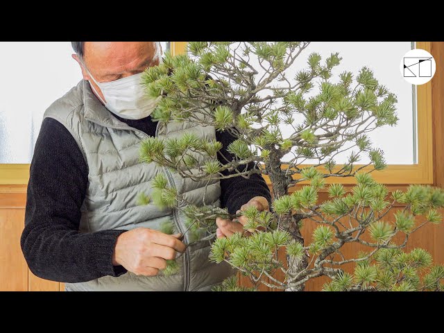 Bonsai Workshop ③] Care and shaping of a large Japanese white