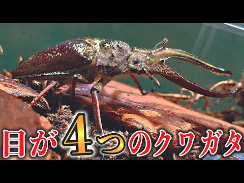 The results of uncovering the mysterious stag beetle egg-laying