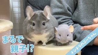 Chinchillas like parents and children are cute! | Funny and Cute