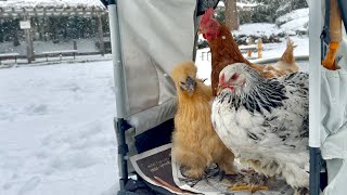 If you let chickens out in heavy snow - YouTube