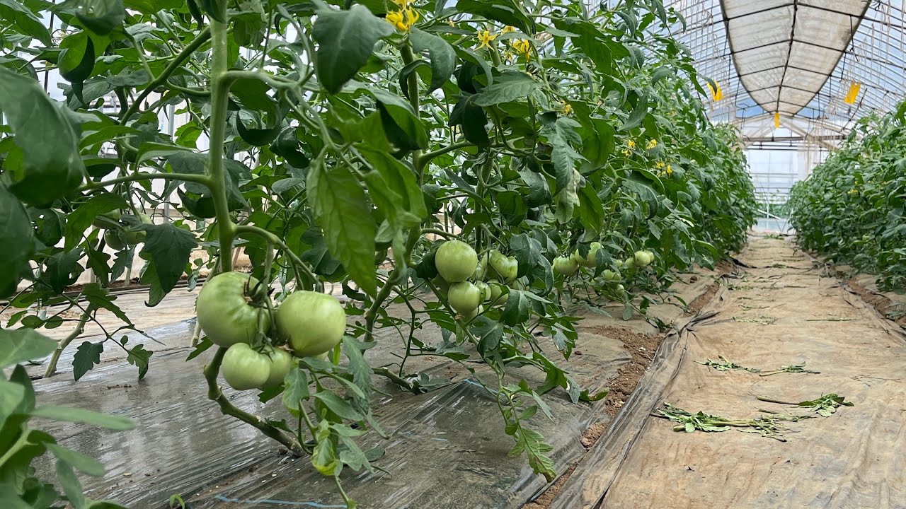 I tried changing the way I trained my large tomatoes - YouTube