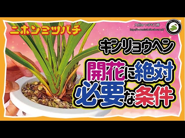 キンリョウヘン【花を咲かせる為に絶対に必要な条件】秋冬の管理日本
