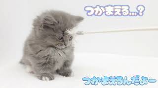 ミヌエット 】トップクラスの超短足！小さめサイズのぬいぐるみ