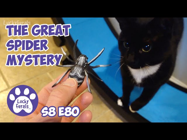 The Great Spider Mystery - Lucky Ferals Cat Family Vlog S8 E80