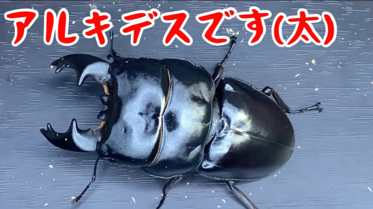 アルキデス】極めた先には極太個体が出る⁈アルキデスヒラタ - YouTube