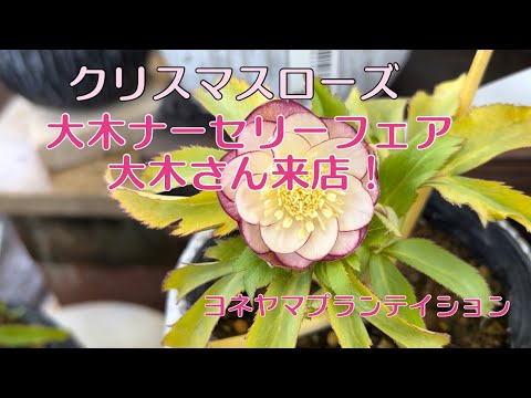 クリスマスローズフェア 大木ナーセリー 大木さん来店 ヨネヤマプラン