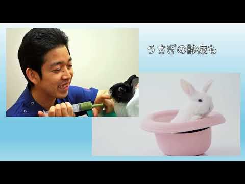 うさぎちゃんねる - YouTube