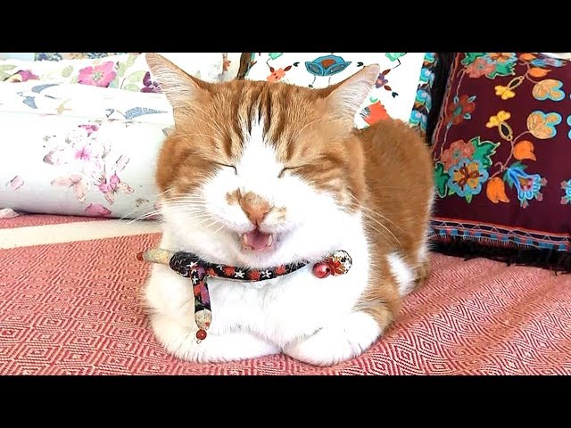 ファンさんへ お知らせです（あーにゃんも元気なニャンニャンで