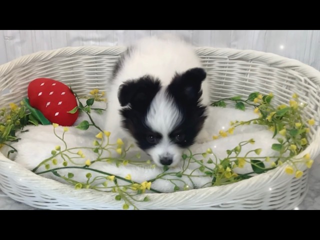 パピヨン♂2603D0204 - YouTube