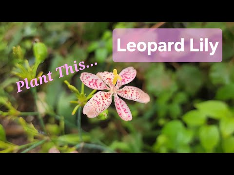 Plant This Leopard Lily, Iris domestica - YouTube