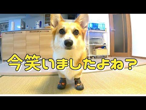 コーギーと仲間たち - YouTube