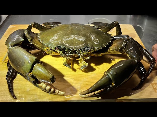 Shocking] The story of the rare luxury crab that appeared in the