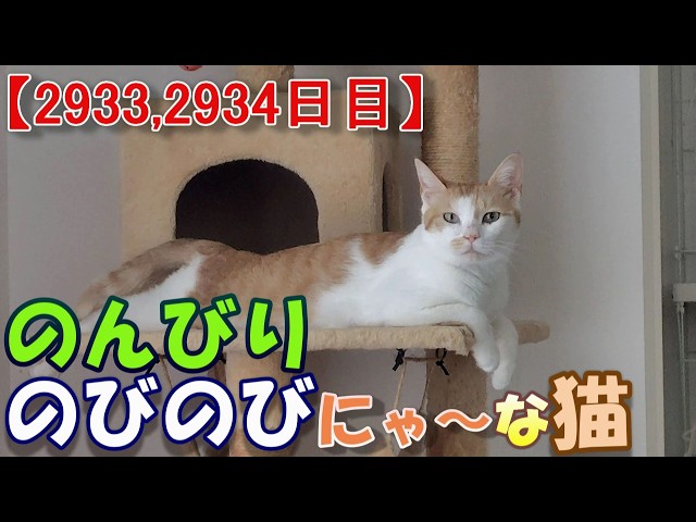 2933,2934目】のんびりのびのびにゃ～な猫【かわいい・面白い】～The