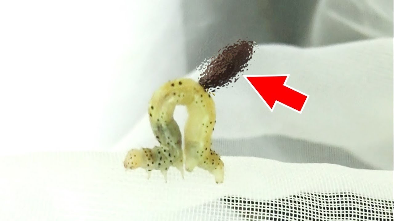 The parasitized inchworm was too dangerous - YouTube