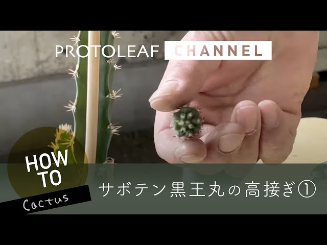 接ぎ木サボテン】黒王丸を背の高い台木へ接ぎ木（黒王丸） ー高接ぎ①