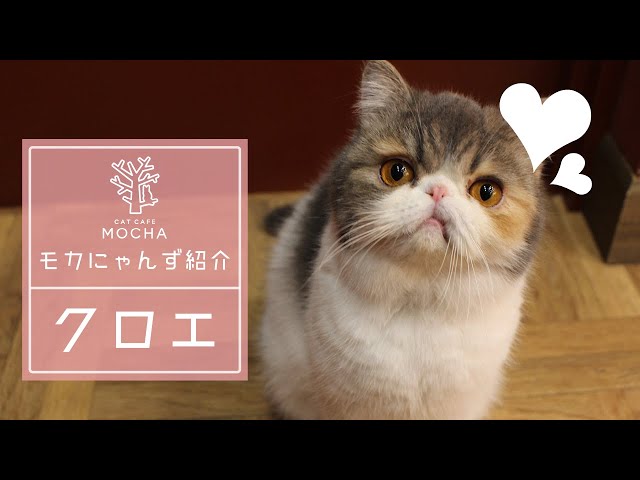 クロエ（エキゾチックショートヘア♀）イオンモール大日店 - YouTube