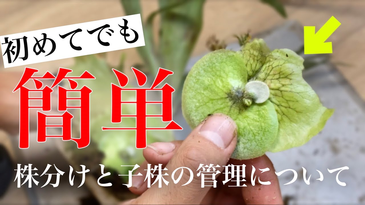 Plants that grow] Fun division of Platycodon grandiflorum [How to