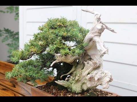 bonsai needle juniper 盆栽 杜松 芽切り - YouTube