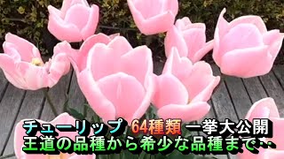 64 types of tulips on display - from classic varieties to rare