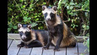 Wild Raccoon Dogs @ Kasai Rinkai Park 野生のタヌキ @ 葛西臨海公園