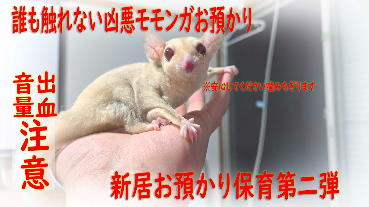 Volume warning! Daycare for the evil flying squirrel that Breeder