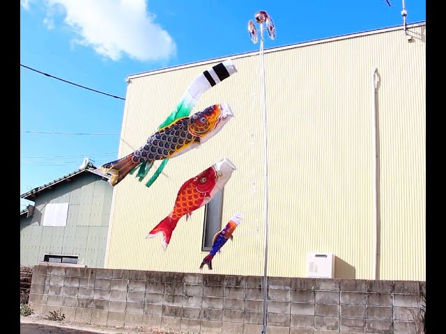 🎏クセつよ鯉のぼり】徳永鯉 有識江戸鯉 2mセット【泳がせてみた