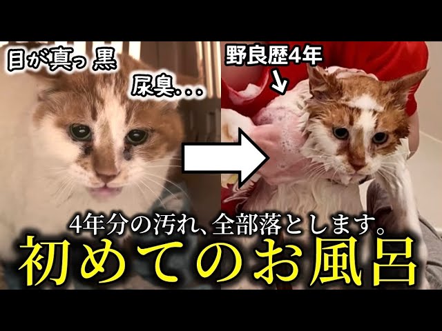 I gave my stray cat, who had been in a stray for four years and