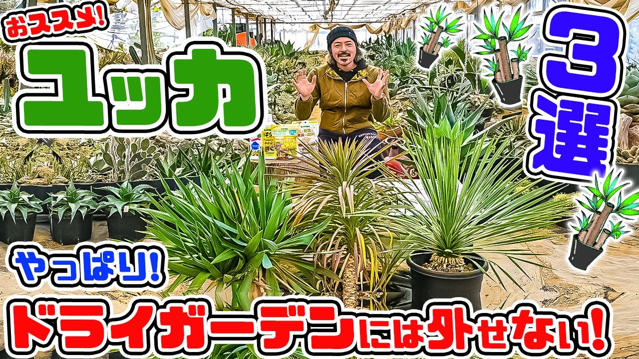 おススメの【ユッカ3選!】大人気のユッカ!その中でも特におススメをご