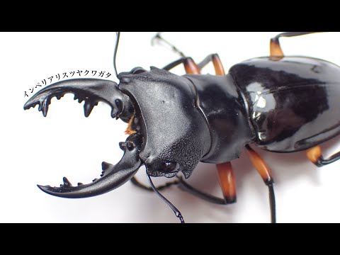 Introducing the difficult Imperialis stag beetle and its egg