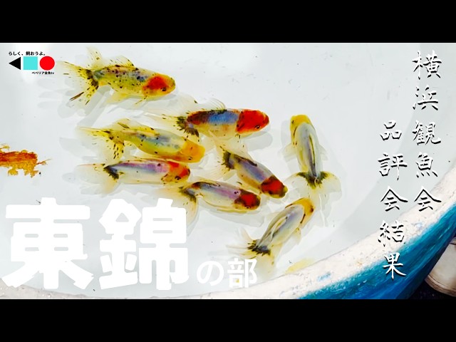 Goldfish] A Look at the Azumakin Goldfish Selected for the 2025