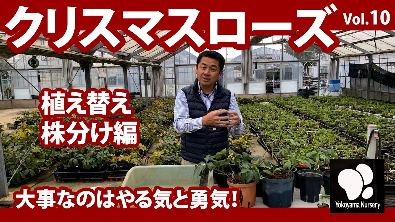 クリスマスローズ (10) 植え替え 株分け編 ◇横山園芸 公式◇【2021