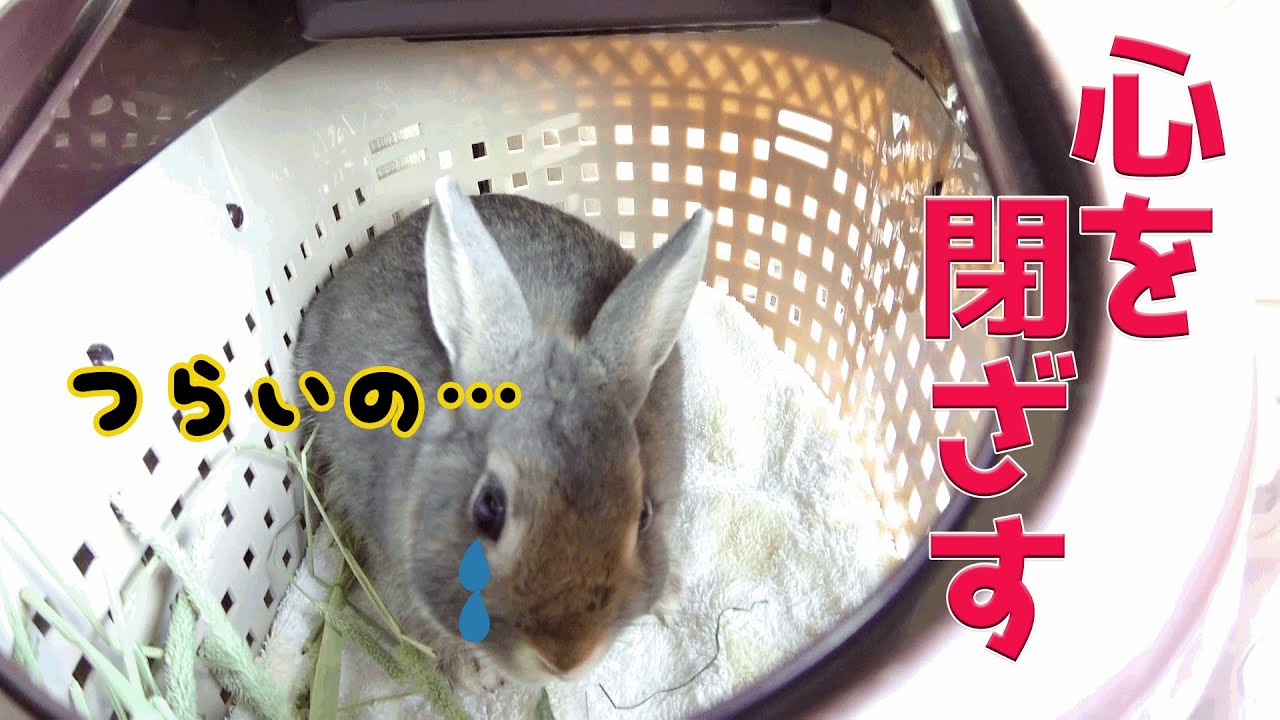 辛く悲しい時 家のウサギさんはこうなってしまう#144 - YouTube