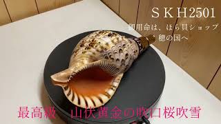 最高級 山伏修験法螺貝 黄金の吹口 桜吹雪 - 穂の国