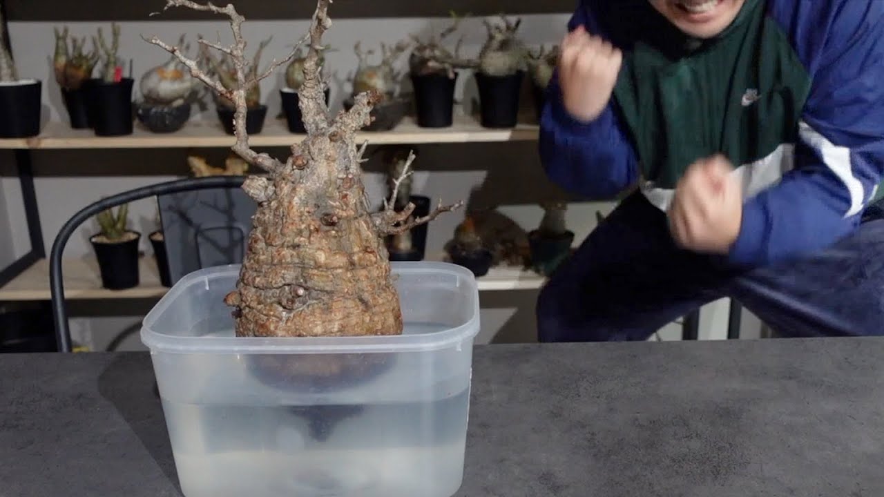 Joy] Report on the process of rooting Pachypodium | KOMO.DRY