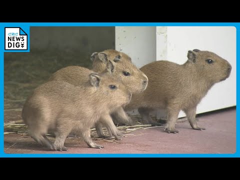 Takeshima Aquarium unveils five baby capybaras. Five were born on
