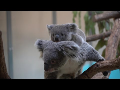 ニーナ ニシチ】コアラの親子 koala 多摩動物公園 2019/12/26 - YouTube