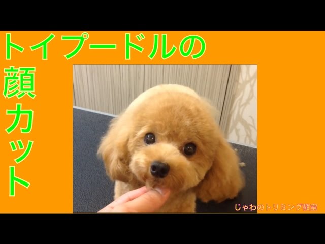 Toy poodle of the face of the cut, teddy bear style Basic