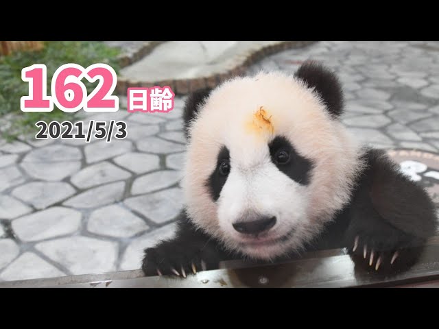 パンダの赤ちゃん（楓浜）】茶色いチャームポイントは成長の証（162日