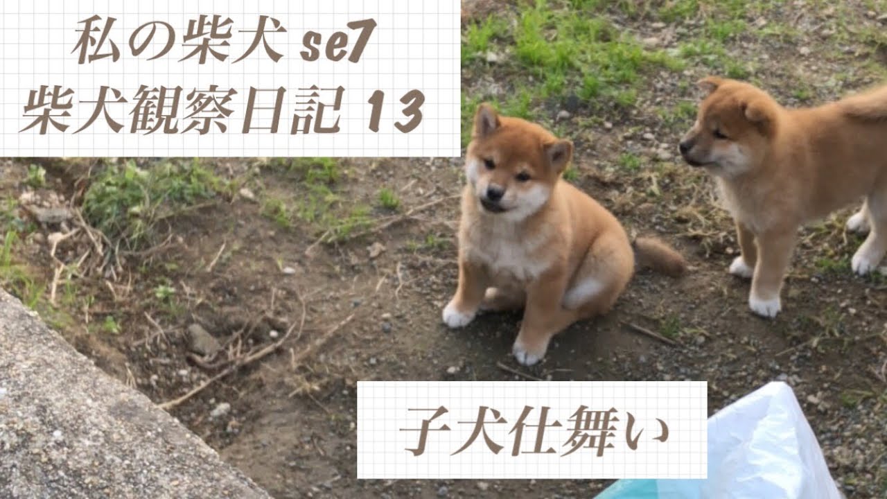 柴犬子犬チビレンジャー活動開始！初めてのお外でQ太郎パパと急接近