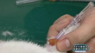 実践オペ映像シリーズ うさぎの卵巣子宮全摘出の技術 | 医療情報研究所