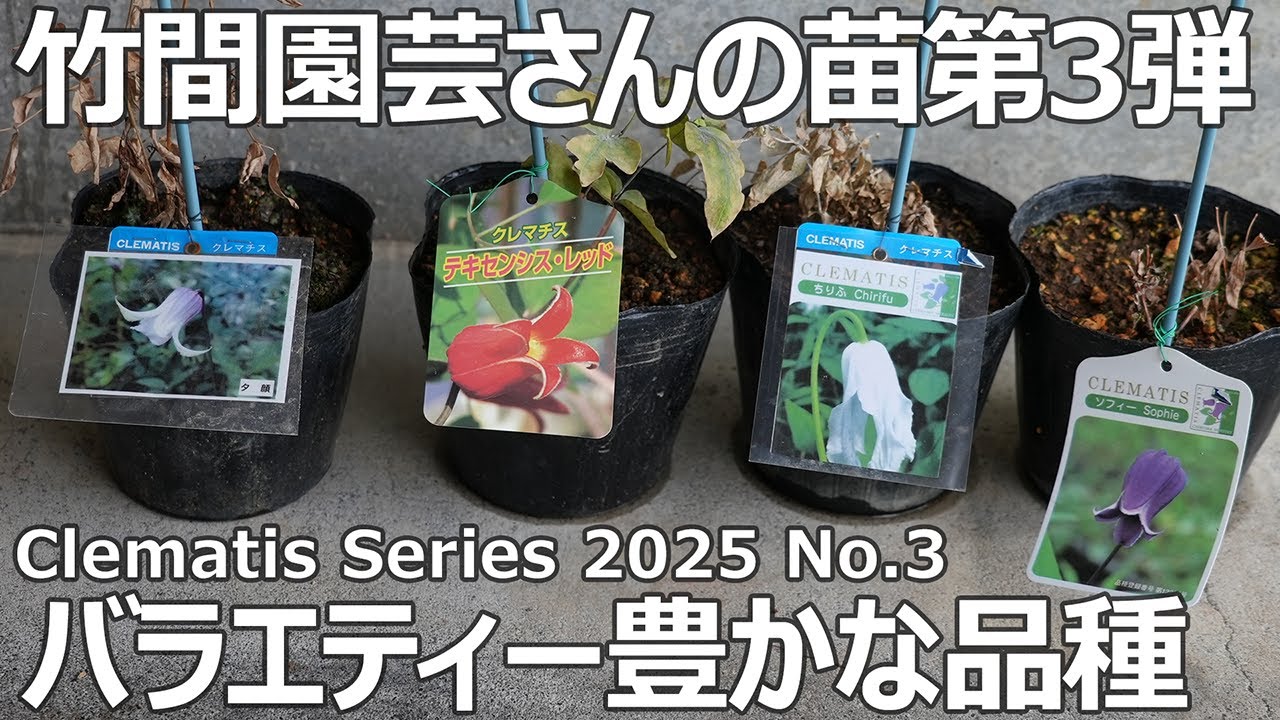 クレマチスシリーズ 2025 No.3】竹間園芸さんのクレマチス植え付け第3